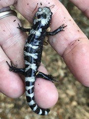 Ambystoma opacum
