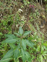 Lobelia robusta