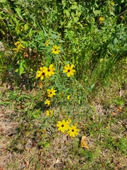 Coreopsis tripteris