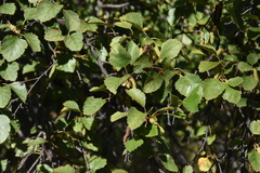 Betula occidentalis