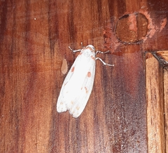 Nephelomilta pseudoeffracta