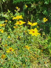 Coreopsis tripteris