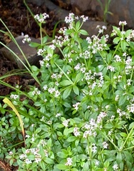 Galium echinocarpum