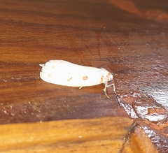 Nephelomilta pseudoeffracta