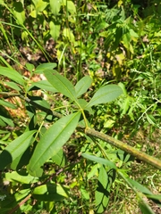 Coreopsis tripteris
