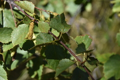 Betula occidentalis