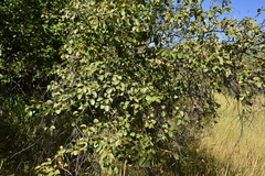 Betula occidentalis