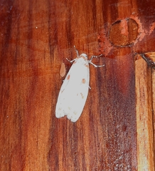 Nephelomilta pseudoeffracta