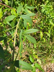 Coreopsis tripteris