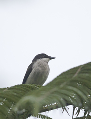 Hemipus hirundinaceus