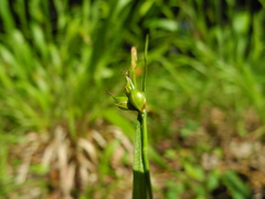 Carex depauperata