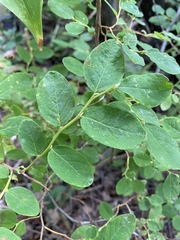 Vaccinium ovalifolium