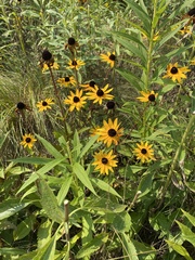 Rudbeckia