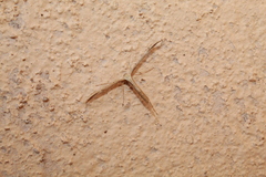 Emmelina