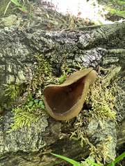 Phylloscypha phyllogena