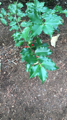 Ilex opaca