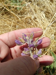 Lupinus formosus