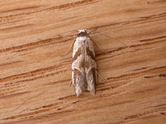 Oxythecta acceptella