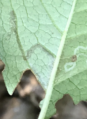 Phyllocnistis ampelopsiella