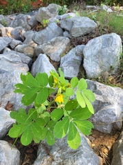 Senna obtusifolia