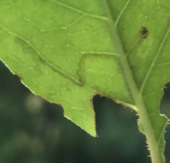 Phyllocnistis ampelopsiella