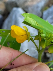 Senna obtusifolia