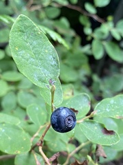Vaccinium ovalifolium