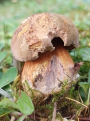 Neoboletus