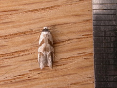 Oxythecta acceptella