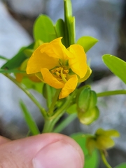 Senna obtusifolia