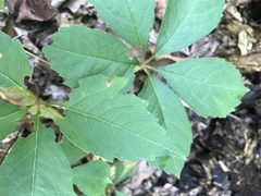 Phyllocnistis ampelopsiella