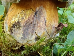 Neoboletus