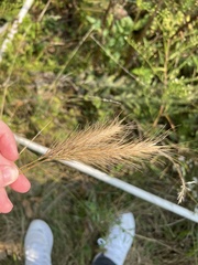 Elymus canadensis
