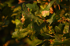 Neuroterus quercusbaccarum