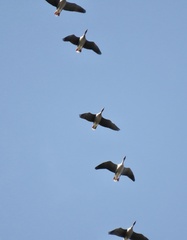 Anser brachyrhynchus