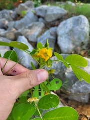 Senna obtusifolia