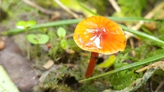 Gliophorus perplexus