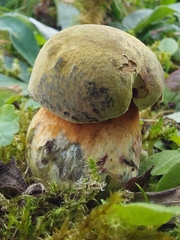 Neoboletus