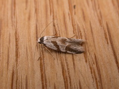 Oxythecta acceptella