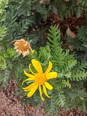 Euryops pectinatus