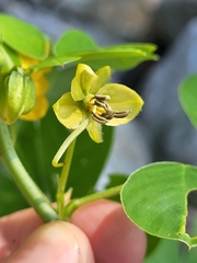 Senna obtusifolia