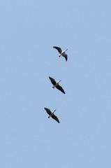 Anser brachyrhynchus