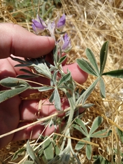 Lupinus formosus