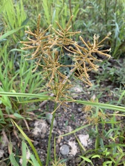 Cyperus esculentus