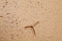 Emmelina