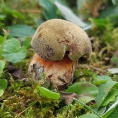 Neoboletus
