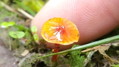 Gliophorus perplexus