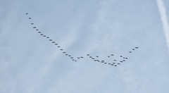 Anser brachyrhynchus