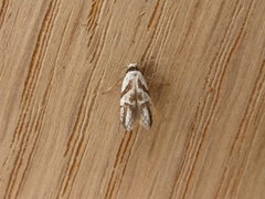 Oxythecta acceptella