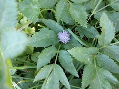 Allium schoenoprasum